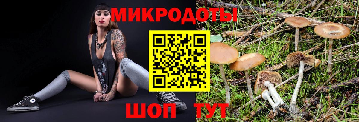 Галлюциногенные грибы Psilocybe Мурманск